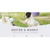 Dexter & Mango